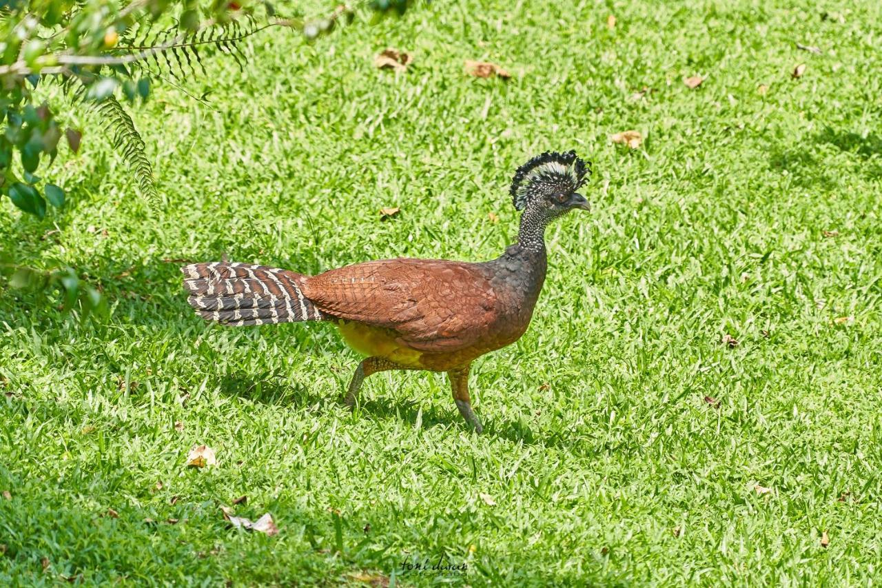 Birds & Breakfast Costa Rica Acomodação com café da manhã La Tigra  Exterior foto